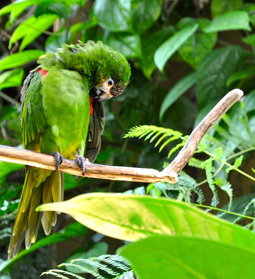 Green Parrot Photograph