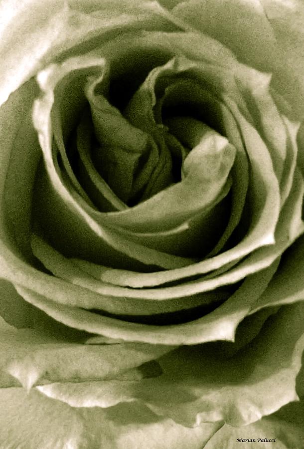 Rose Photograph - Green Pastel Rose by Marian Lonzetta