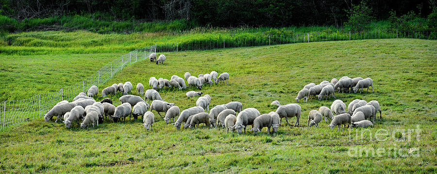 Green Pasture Photograph by Alana Ranney