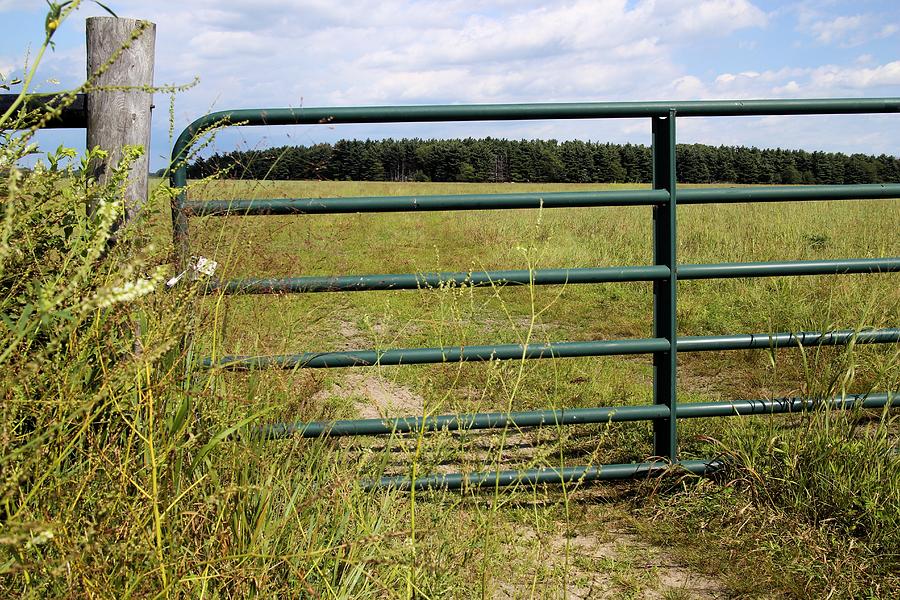 Green Pasture Gate Photograph by Scott Kingery