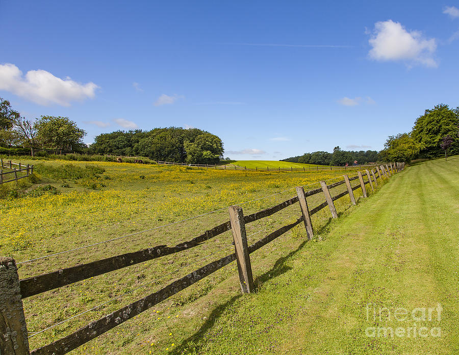 Green pasture Photograph by Sophie McAulay - Pixels