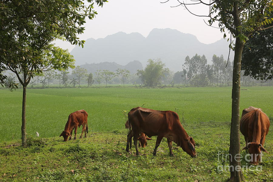 Green Pastures Cows Vietnam  Photograph by Chuck Kuhn
