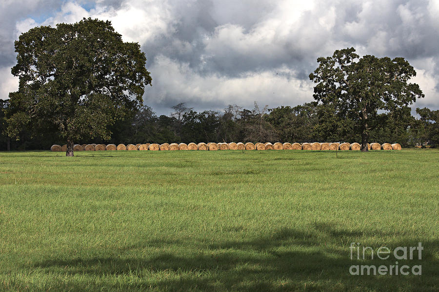 Summer Photograph - Green Pastures by Ella Kaye Dickey