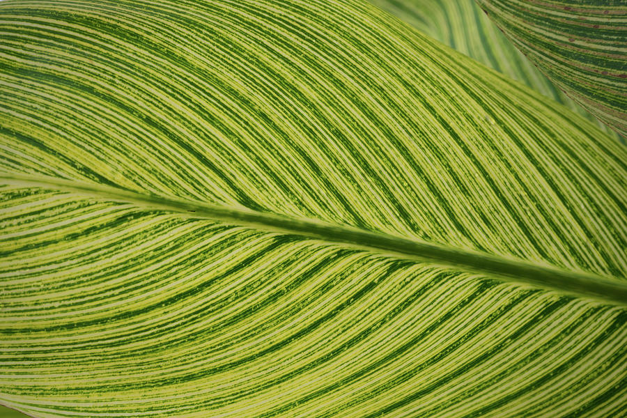 Green Pattern 3 Photograph by Douglas Barnett