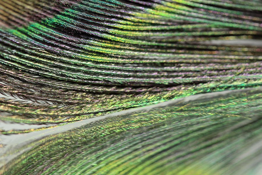Green Peacock Abstract Photograph by Angela Murdock