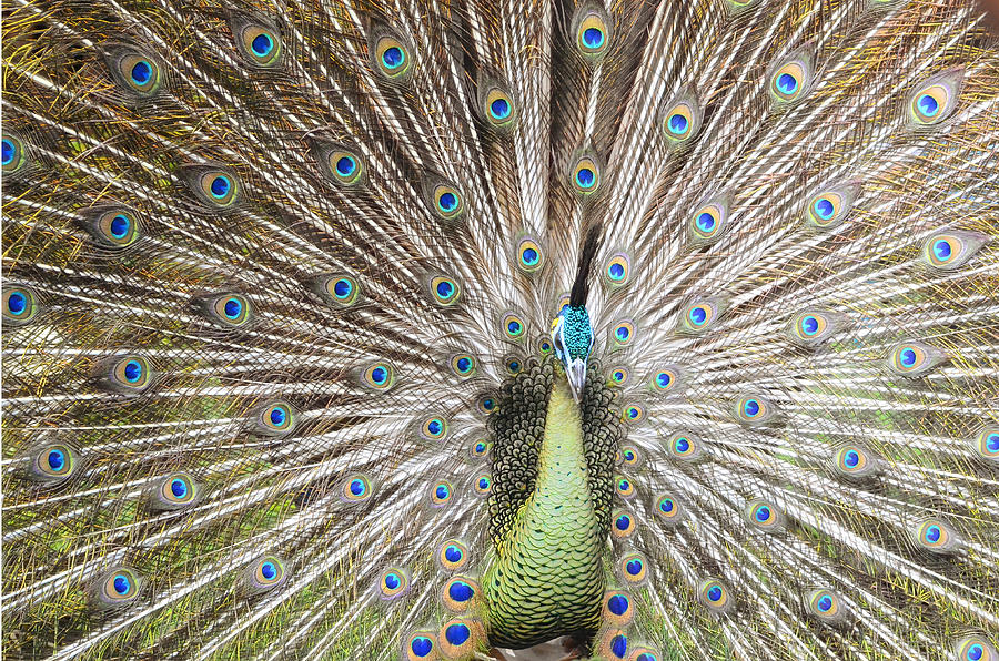 Green Peacock Photograph By Andi Heryono Fine Art America