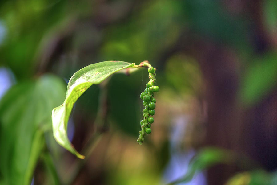 green pepper in Kerala - India Photograph by Joana Kruse
