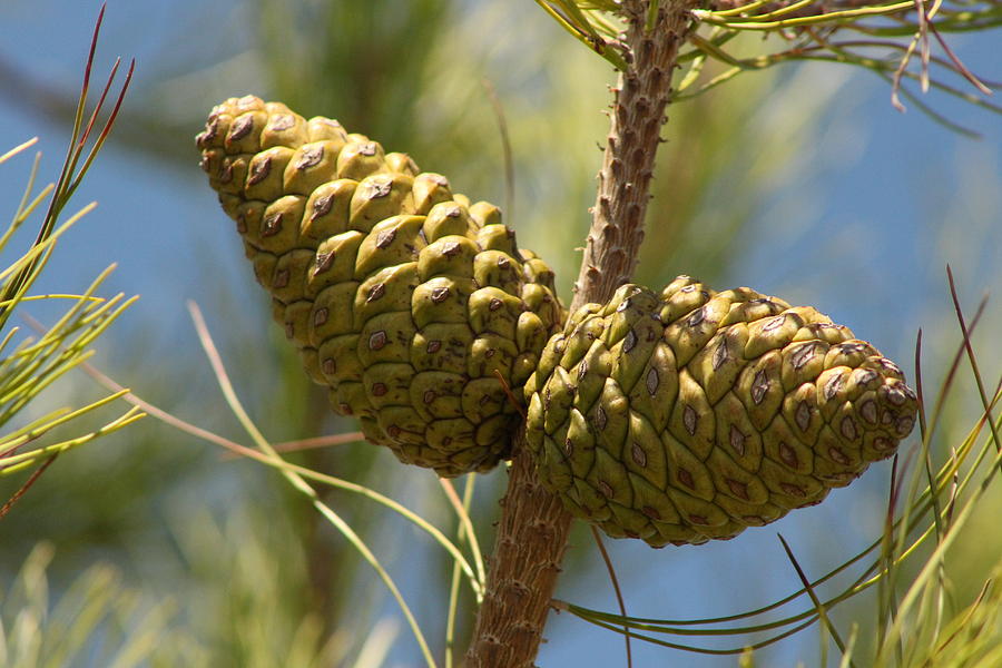 Green Pine Cone Photograph by Colleen Cornelius