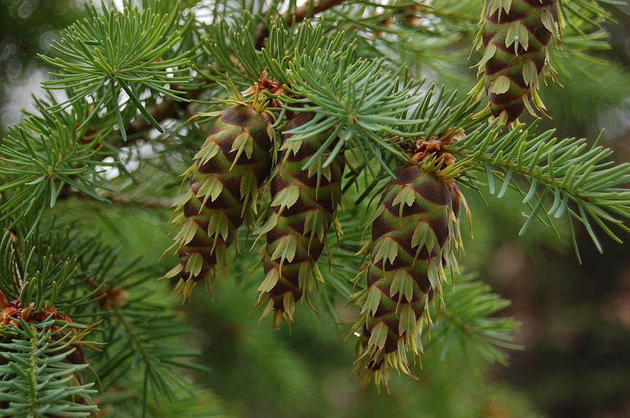 Green Pine Cones Photograph by Nikki Taylor | Fine Art America