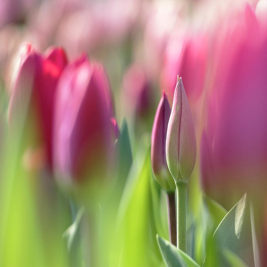 A Pink Green Tulip Spring Flower Garden Keukenhof Image Photo Print Shop Online Art-Work Photography Photograph by Nadja Drieling - Flower- Garden and Nature Photography - Art Shop