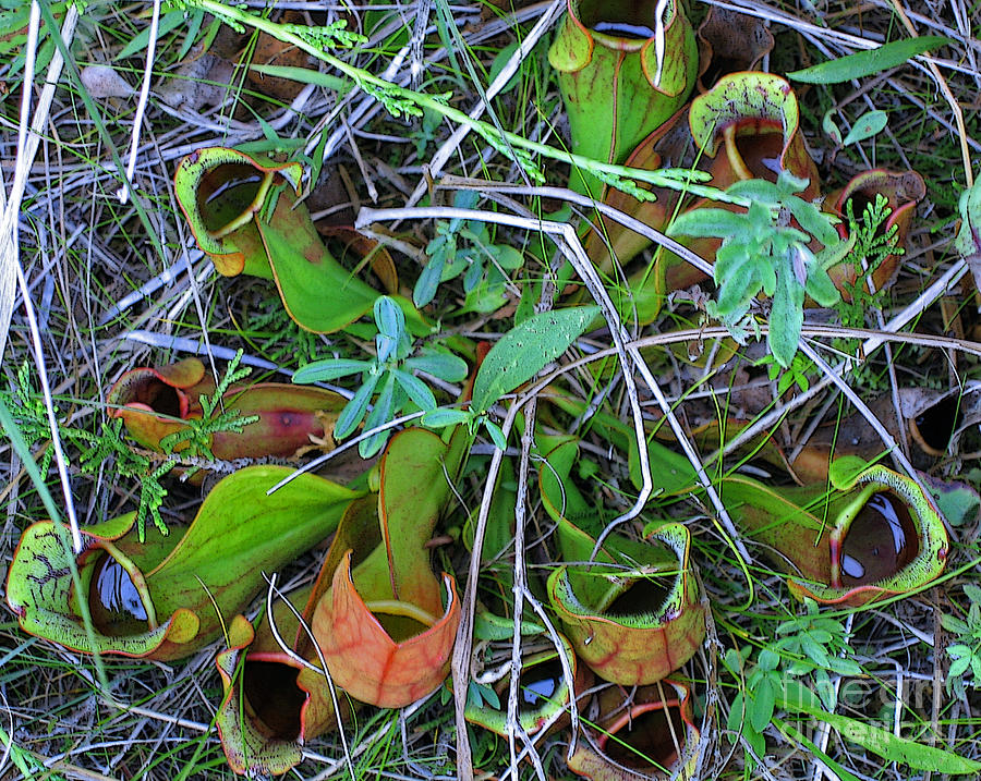Nature Photograph - Northern Pitcher Plant by Ann Horn