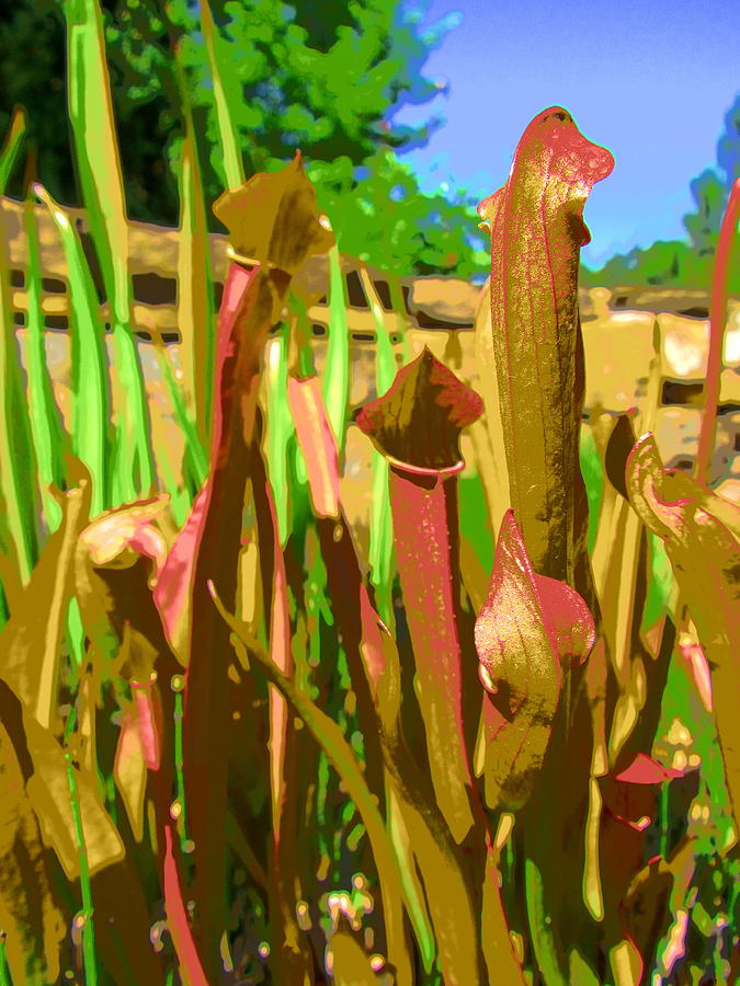 Green Pitcher Plant Photograph by Joshua Bales