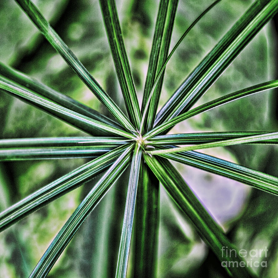 Green Plant Abstract Photograph by Sharon McConnell