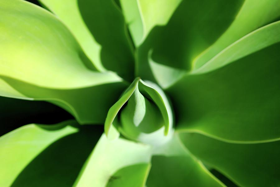 Abstract Photograph - Green Plant Abstract View by Matt Quest