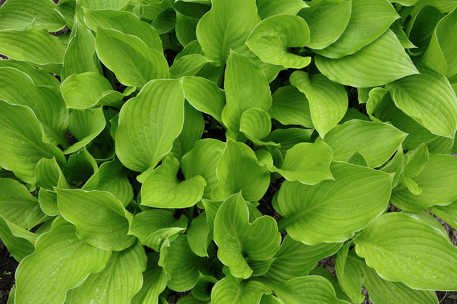 Green Plant Photograph