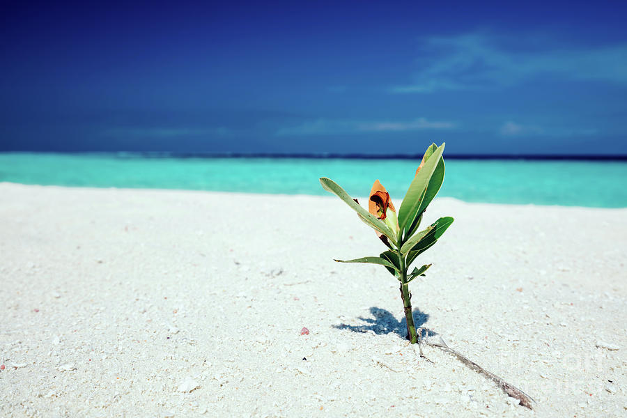 Green plant standing in the beach sand. Photograph by Michal Bednarek