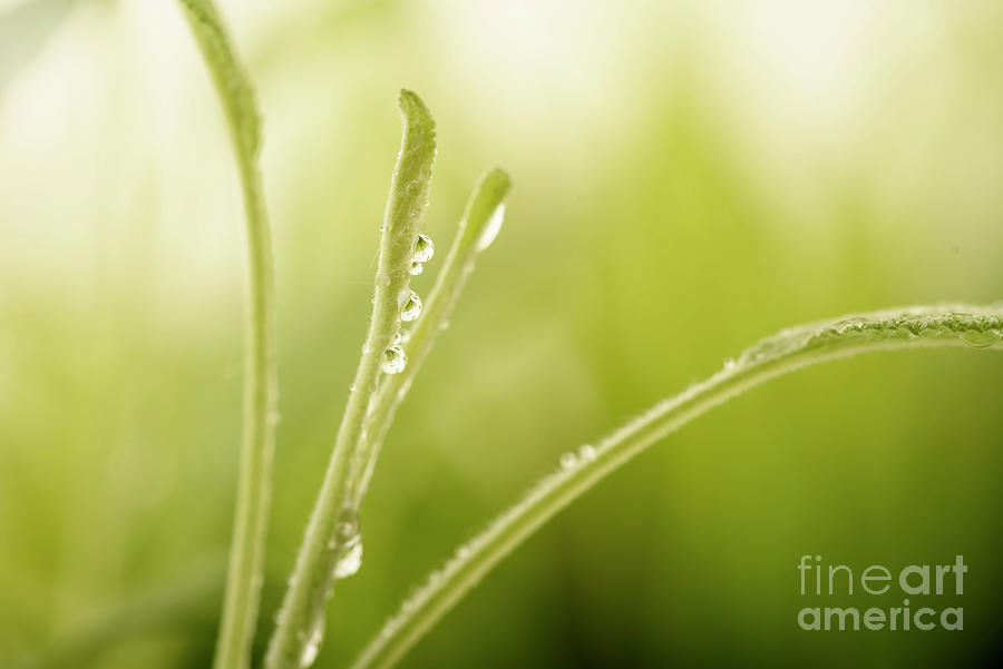 Green plant with water drops Photograph by Jelena Jovanovic
