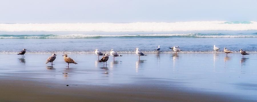 Green Point Gulls Photograph by Allan Van Gasbeck
