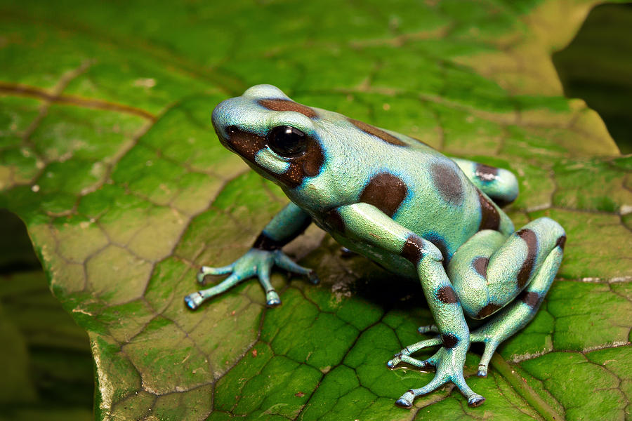 Jungle Photograph - Green Poison Arrow Frog by Dirk Ercken