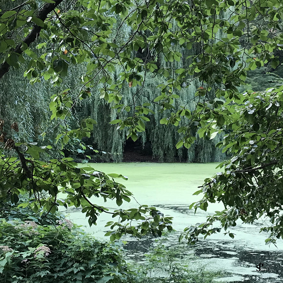 Tree Digital Art - Green Pond of Activation by Pamela Storch