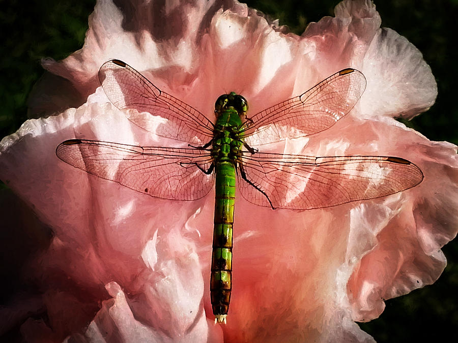 Animal Photograph - Green Pondhawk Dragonfly by Jeff Folger