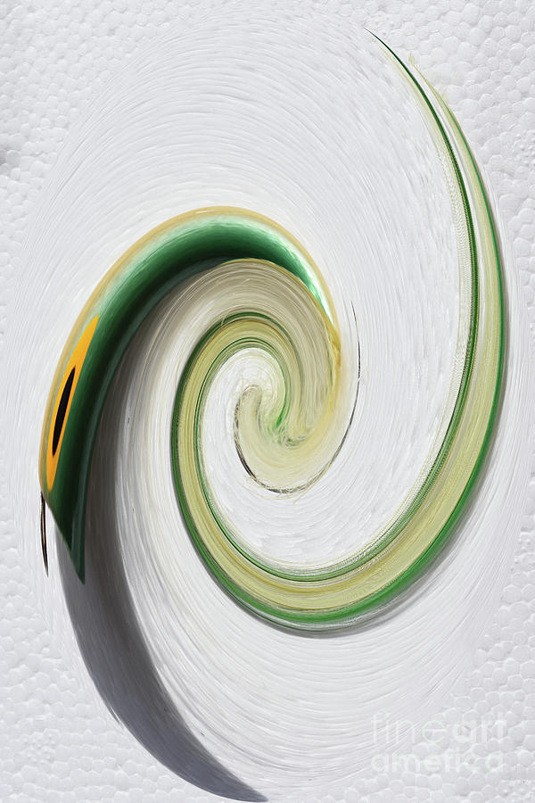 Green Popper Twirl Photograph by Skip Willits