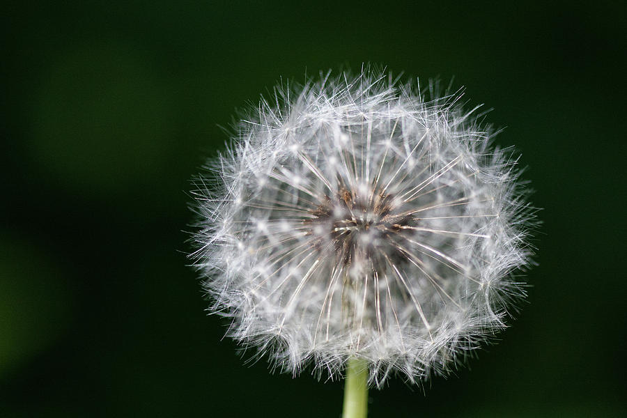 Green Portrait Of A Dandelion Photograph By Susan Schmidt - Fine Art 