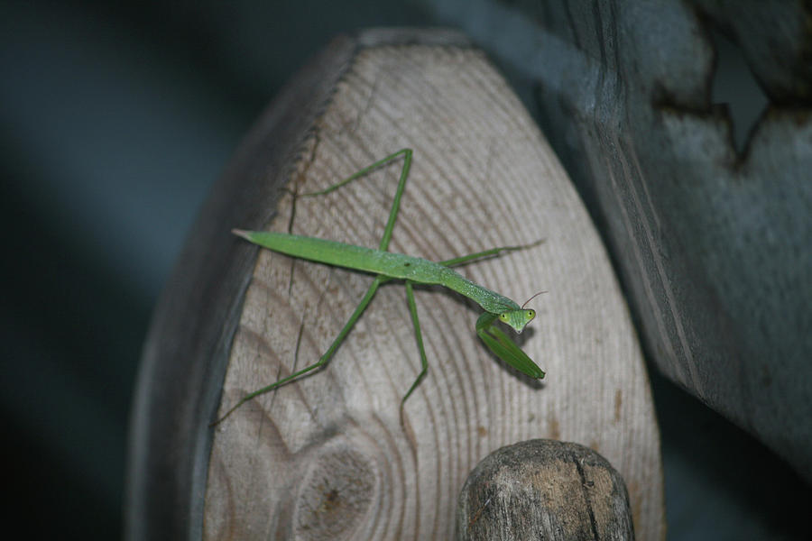 Insects Photograph - Green Praying Mantis by Cathy Harper