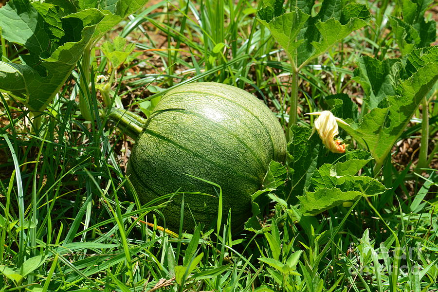Green Pumpkin Photograph by Maria Urso