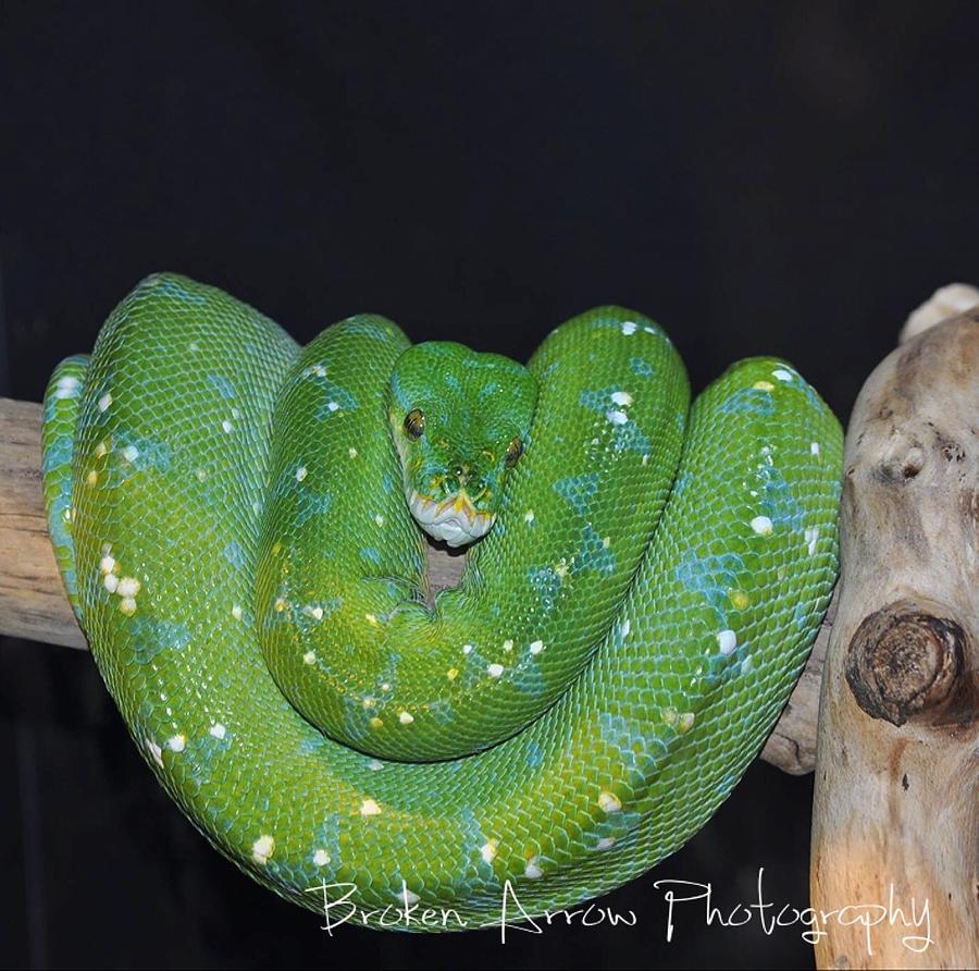 Green Python Photograph by Broken Arrow - Fine Art America