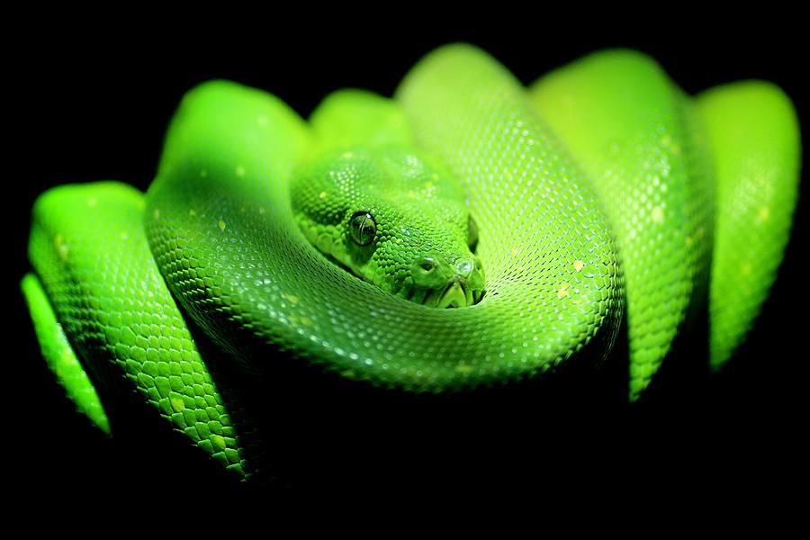 Green Python Portrait Green Python Photograph by Gary Brookshaw - Fine Art America
