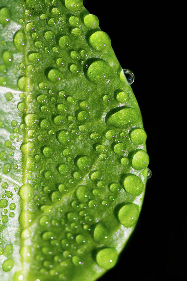 Green Rain Drops Photograph by Crystal Wightman
