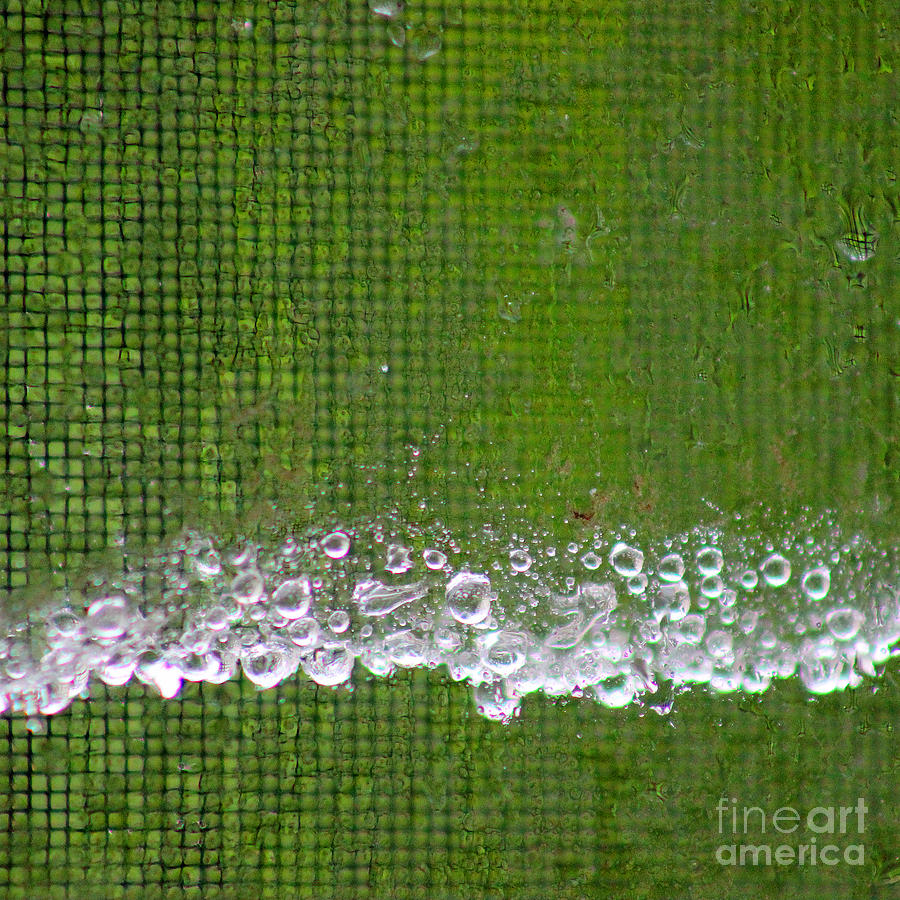 Green Rain Square Photograph by Karen Adams - Pixels