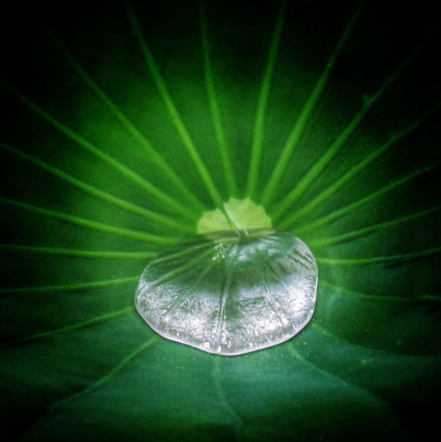 Green Rays Photograph