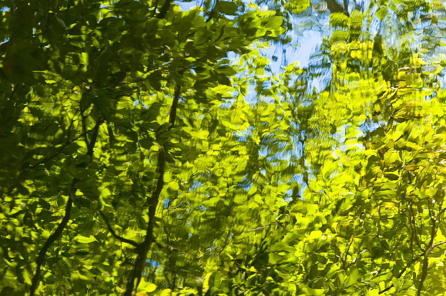 Green Reflections Photograph by Brian Green
