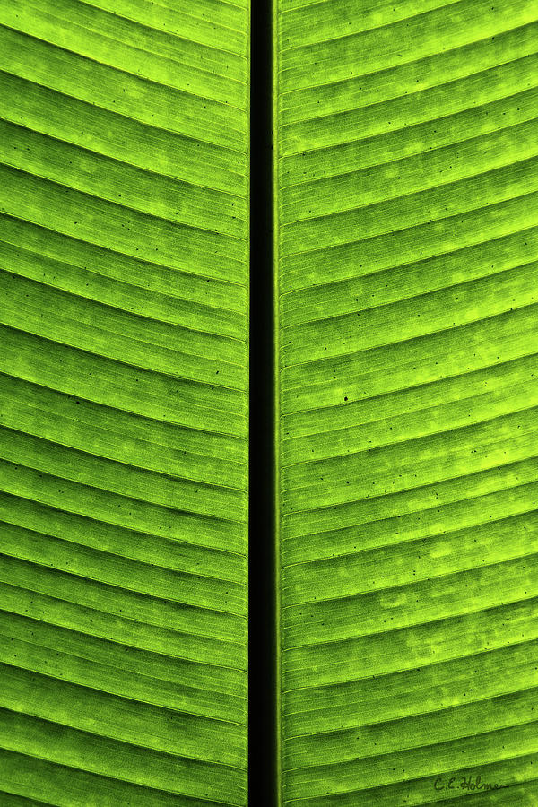 Nature Photograph - Green Ribs by Christopher Holmes