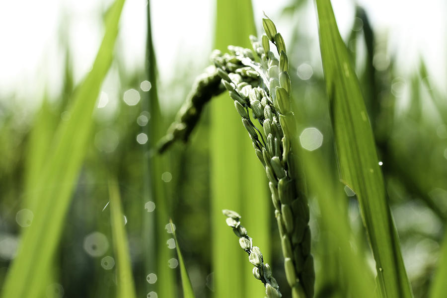 Nature Photograph - Green Rice Plant by Heru Nurjati