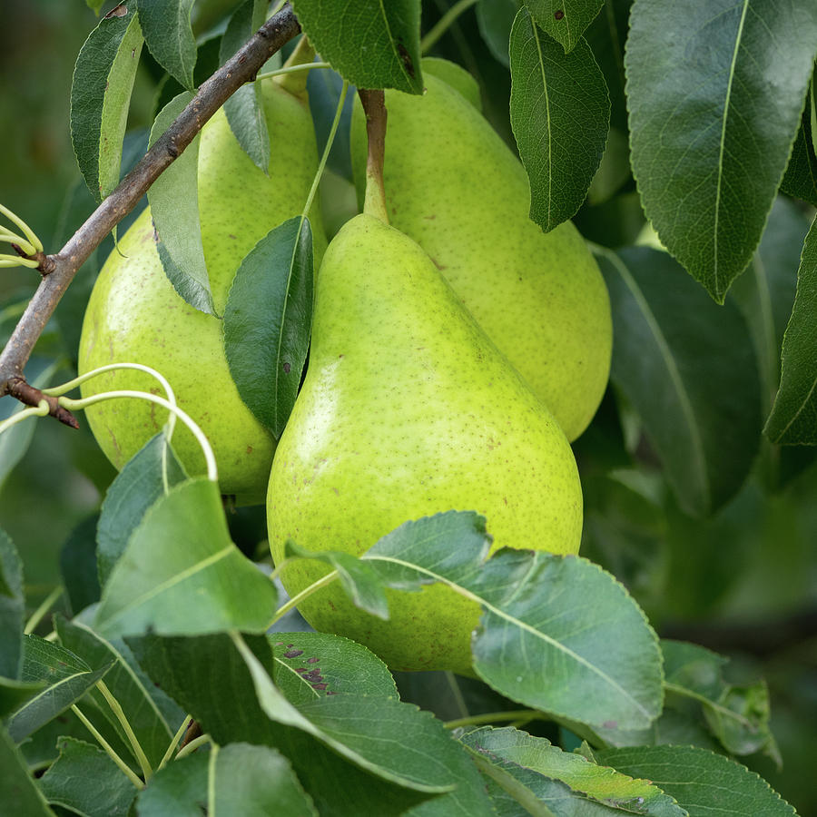 Green Ripe Pears Hanging On A Tree Photograph By Stefan Rotter - Fine 