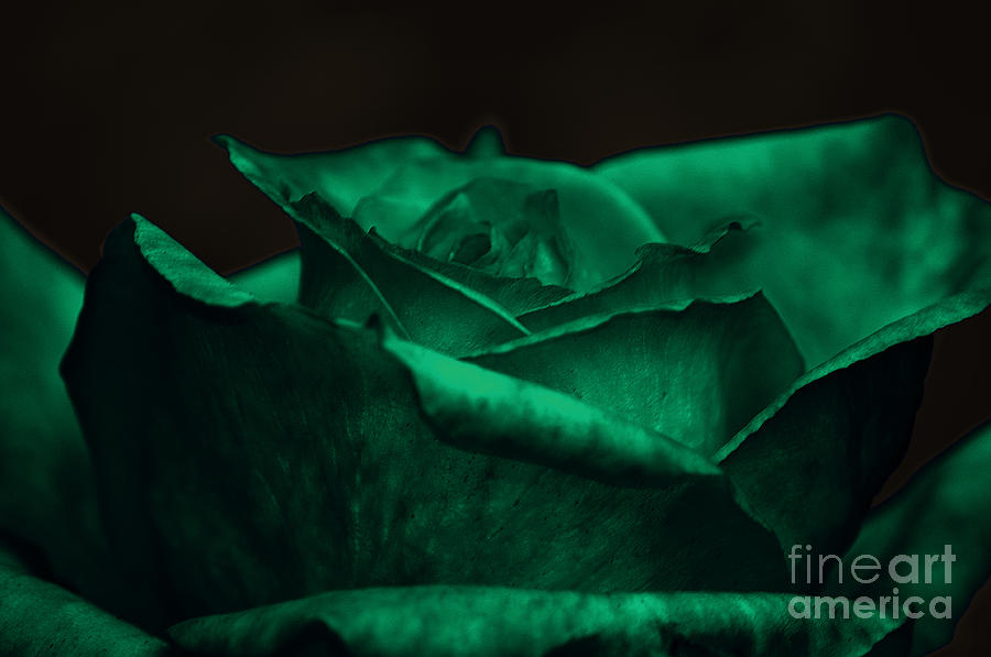 Green Rose Photograph by Clayton Bruster