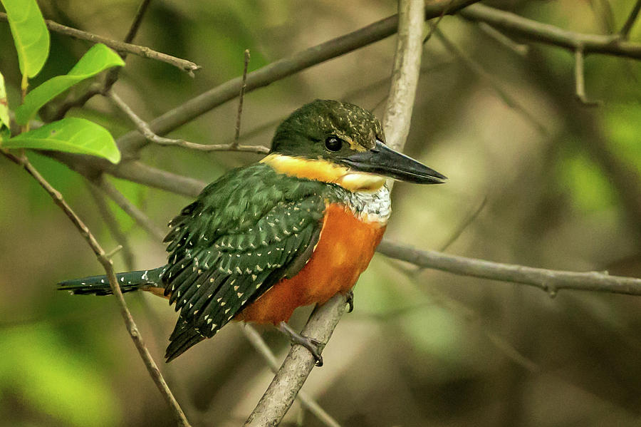 Green Rufous Kingfisher in the jungle Photograph by Steven Upton
