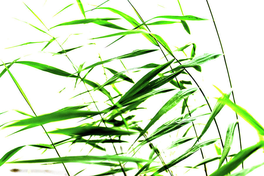 Green rush by Michael Mogensen Green rush by Michael Mogensen