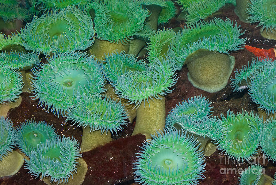 Green Sea Anemone  Photograph by Anthony Totah