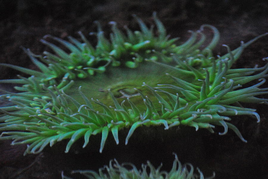 Green Sea Anemone Photograph by Frank Larkin