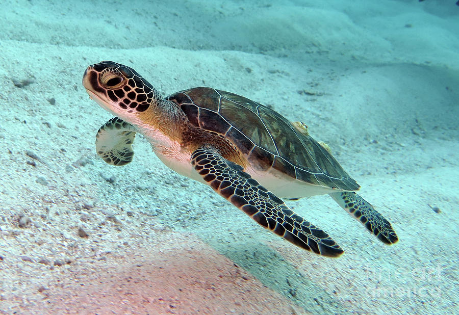 Green Sea Turtle 1 Photograph by Daryl Duda
