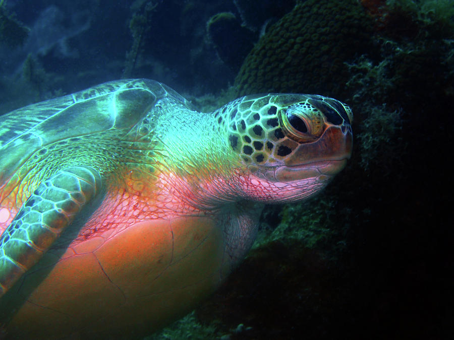 Green Sea Turtle 1 Photograph by Pauline Walsh Jacobson