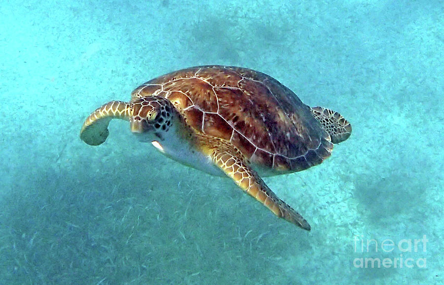 Green Sea Turtle 3 Photograph by Daryl Duda