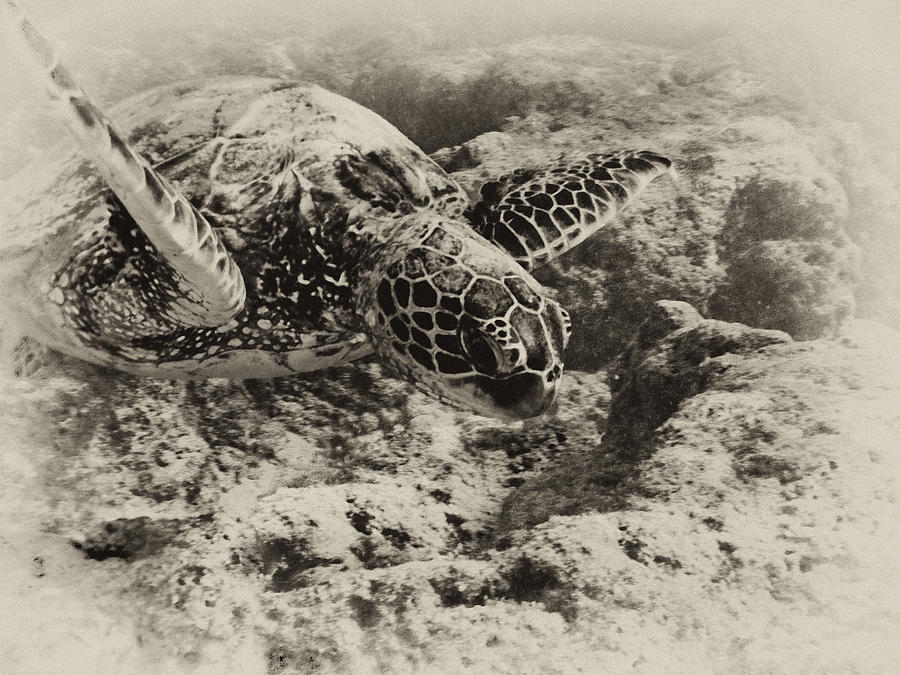 Wildlife Photograph - Green Sea Turtle 3 by Michael Peychich