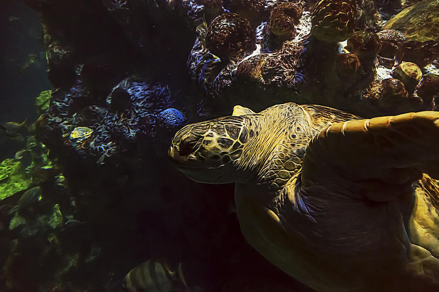 Boston Photograph - Green Sea Turtle 4 by Janet Fikar