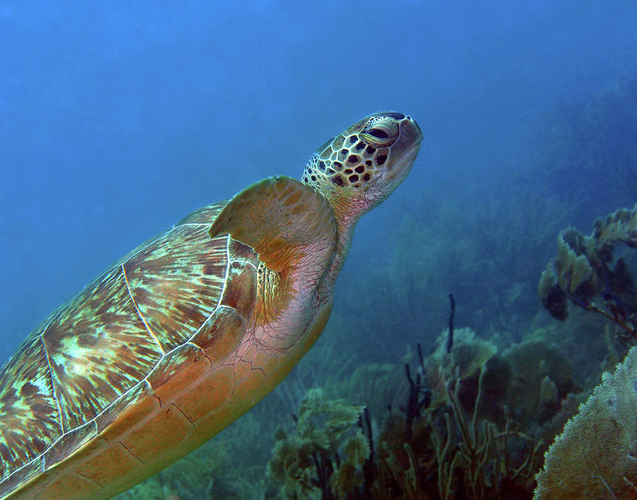 Green Sea Turtle 4 Photograph by Pauline Walsh Jacobson