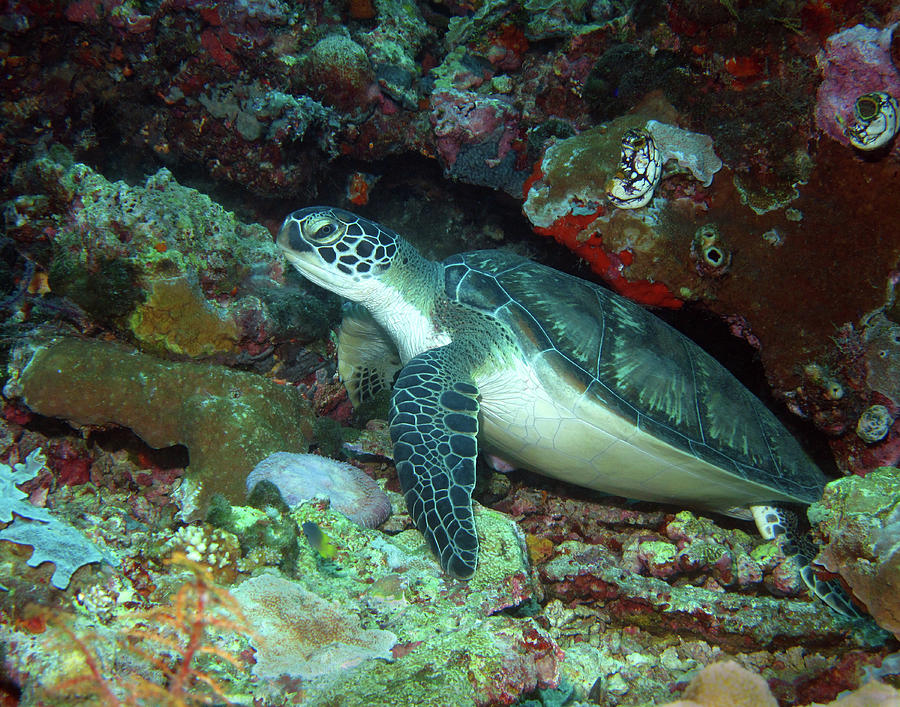 Green Sea Turtle 5 Photograph by Pauline Walsh Jacobson